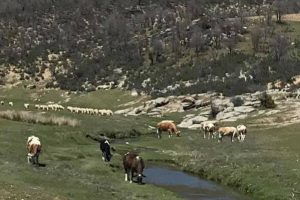 Yaylacılar d&ouml;n&uuml;ş yoluna ge&ccedil;ti
