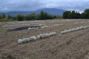 Bursa'da bal kabağında hasat başladı