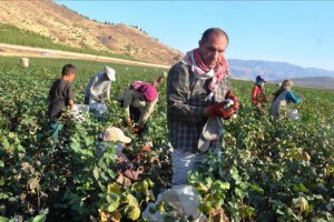 Sinema filmi &ccedil;ekebilmek i&ccedil;in tarlada alın teri d&ouml;kt&uuml;ler
