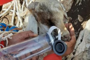 Yama&ccedil;ta mahsur kalan ke&ccedil;i 7 saatte kurtarıldı
