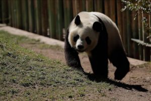 &Ccedil;in'de panda ziyaretine sınırlama