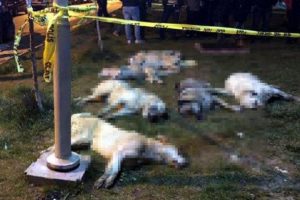 16 k&ouml;peği zehirleyen sanıklar duruşmaya gelmezse tutuklanacak!