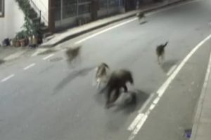 Yavru ayı ile k&ouml;pekler il&ccedil;e merkezini birbirine kattı
