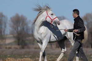 TİGEM 16 safkan Arap koşu tayı satacak