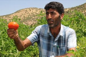 Bursa'dan 34 yıl sonra memleketine d&ouml;nd&uuml;! &Ccedil;orak araziden tonlarca &uuml;r&uuml;n elde etti