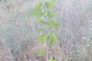 Divriği, yeniden ipek &uuml;retimi i&ccedil;in harekete ge&ccedil;ti