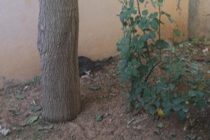 Yaralı kedi i&ccedil;in seferber oldular