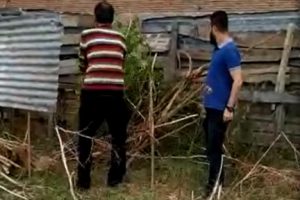 Bursa'da evde 2,5 metre boyunda kenevir yetiştirdi