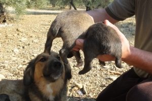 Cancan k&ouml;peğin yavruları kuyruksuz doğdu