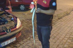 Otomobilin motor b&ouml;l&uuml;m&uuml;ne giren yılan &ccedil;ıkarıldı
