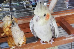 Petshopta g&ouml;rd&uuml;ğ&uuml; sakat kuşu sahiplendi