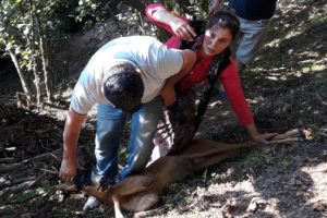 Başıboş k&ouml;pekler tehlike sa&ccedil;ıyor