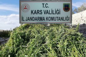 Kars'ta 17 bin k&ouml;k kenevir ele ge&ccedil;irildi