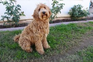 Labradoodle cinsi k&ouml;peğin yaratıcısı 'pişman olduğunu' s&ouml;yledi