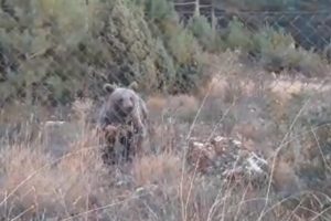 Kule g&ouml;revlileri ile ayı arkadaş oldu