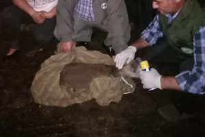 Yaralı karacaya sahip &ccedil;ıktılar