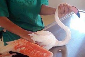 Silahla vurulan flamingoya tedavi