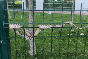 Hastane bah&ccedil;esindeki yılan korkuttu