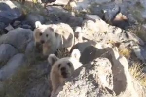 Minik ayılar piknik&ccedil;ilerin sofrasına konuk oldu