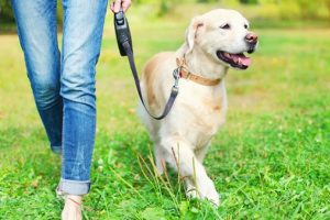 K&ouml;peğini gezdirmeyene 15 bin TL ceza