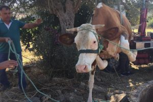 Kuyuya d&uuml;şen inek vin&ccedil;le &ccedil;ıkarıldı
