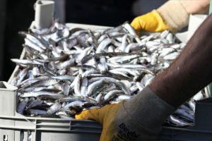 Karadeniz'de hamsi bolluğu balık&ccedil;ıları sevindirdi