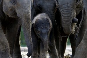 Hindistan'da leoparlar 2 kişiyi &ouml;ld&uuml;rd&uuml;