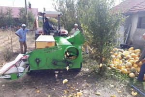 &Ccedil;erezlik kabak hasadı yapıldı