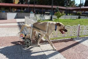 Yaşamaz denilen k&ouml;peği hayata d&ouml;nd&uuml;rd&uuml;