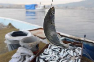 H&uuml;k&uuml;metten 19 maddelik yeni balık avcılığı yasası