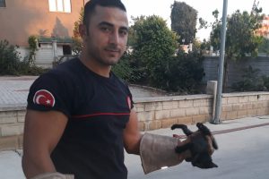 Sıkışan yavru kedi kurtarıldı