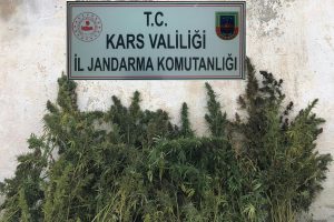 Kars'ta kenevir ele ge&ccedil;irildi