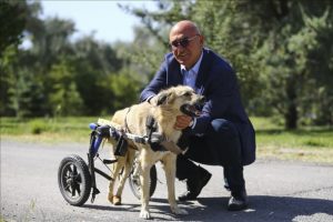 'Dost' adı verilen k&ouml;pek tedavi i&ccedil;in İstanbul'da