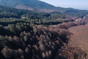 K&uuml;tahya-Bursa arasındaki ormanı istila eden tırtıllar yolu da aşarak yayılıyor
