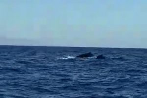 &Ccedil;eşme a&ccedil;ıklarında g&ouml;r&uuml;len balina ve yavrusu şaşırttı
