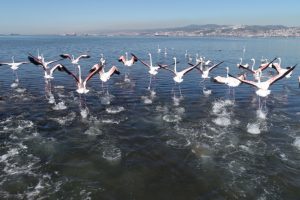 İzmit K&ouml;rfezi, flamingolarla renklendi