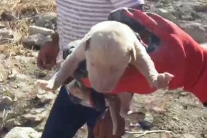 Kayalıklara sıkışan yavru k&ouml;pek kurtarıldı