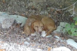 K&ouml;pekler &ouml;l&uuml;me terk edildi