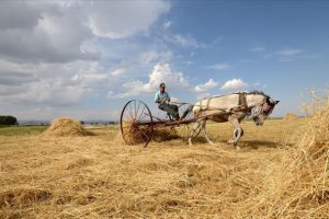 Tarım ve ormancılıkta 3 yıllık yol haritası belli oldu