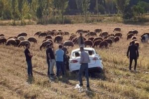 Iğdır'da trafik kazası