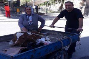 Buzağıyı 3 tekerlekli seyyar arabayla veterinere g&ouml;t&uuml;rd&uuml;