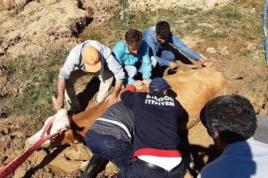 Bing&ouml;l'de bataklığa saplanan inek kurtarıldı