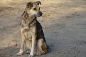 Sokak k&ouml;peği y&uuml;z&uuml;nden &ccedil;ıkan tartışmada kan aktı