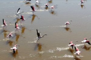 'Kuş cenneti' Acıg&ouml;l'de flamingo ş&ouml;leni
