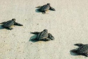Ters istikamete giden yavru carettalar vatandaşlar tarafından denize bırakıldı