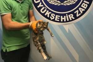 Bursa'da kedinin &uuml;zerinde sigara s&ouml;nd&uuml;rd&uuml;ler! (&Ouml;ZEL HABER)