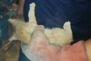 Otomobilin motor kısmında sıkışan kedi kurtarıldı