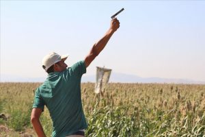 Kuş yemini korumak i&ccedil;in 'torpil tabancası' yaptılar