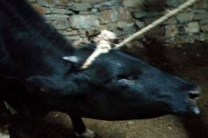 Bekilli'de 'kuduz' alarmı
