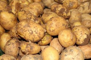 Niğde'de patates rekoltesinin 900 bin ton olması bekleniyor